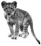 de Hic Sunt Leones leeuw!